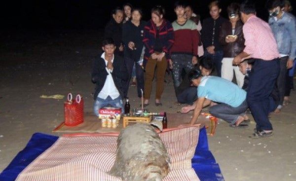 Ngư dân chôn cất xác cá “thần” dạt vào bờ biển - 2
Người dân xã Xuân Liên làm lễ cúng trước khi chôn cất cá thần.