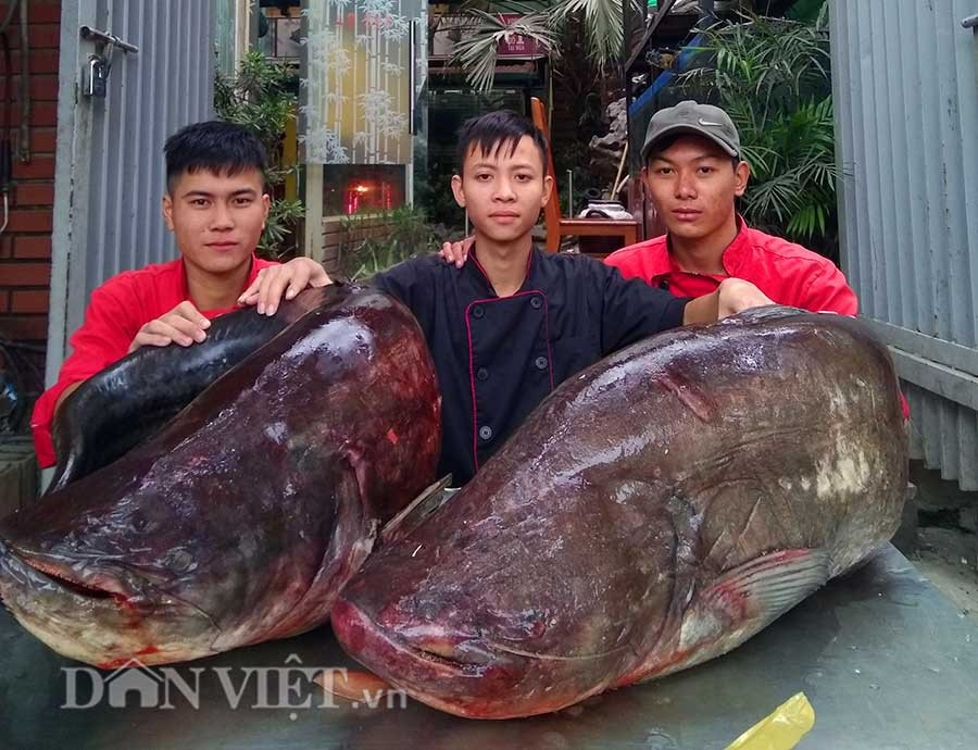 Cận cảnh cặp cá leo "khủng" nặng hơn 1 tạ xuất hiện ở Thủ đô - 1 Cận cảnh cặp cá leo "khủng" nặng hơn 1 tạ xuất hiện ở Thủ đô - 1