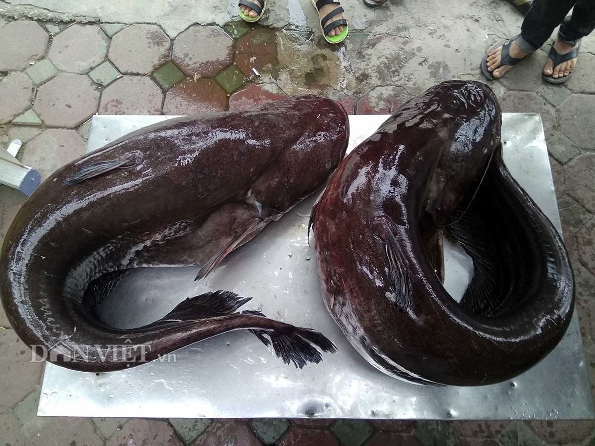 Cận cảnh cặp cá leo "khủng" nặng hơn 1 tạ xuất hiện ở Thủ đô - 2 Cận cảnh cặp cá leo "khủng" nặng hơn 1 tạ xuất hiện ở Thủ đô - 2