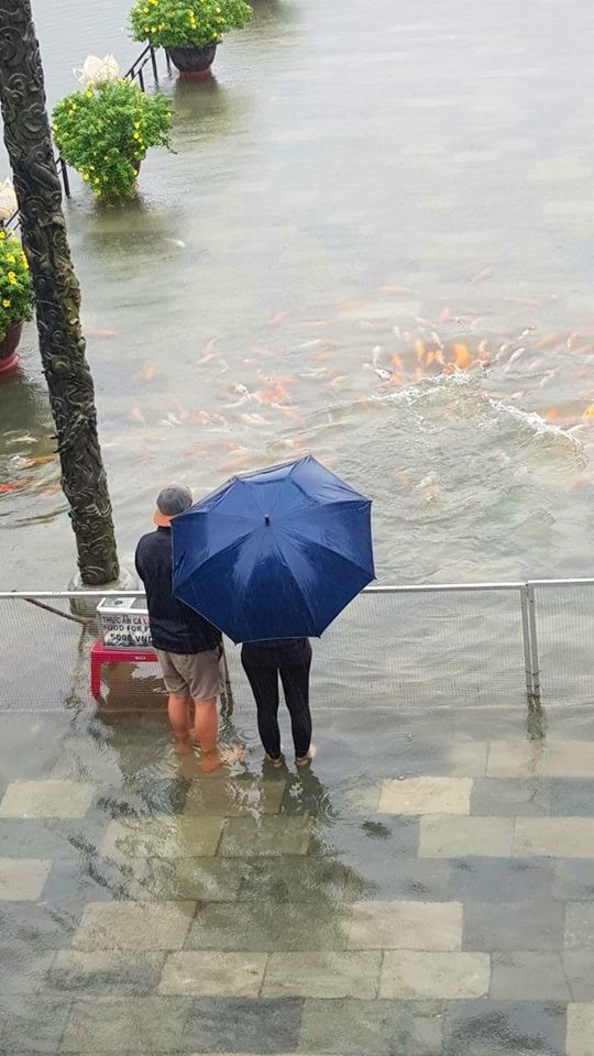 Hàng trăm con cá cảnh ở Hoàng Cung Huế... lên cầu bơi lội! - 3 Một cặp đôi du khách đứng mê mẩn nhìn cá bơi trong nước lũ
