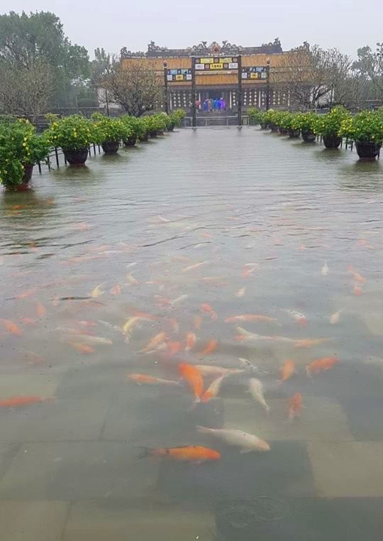 Hàng trăm con cá cảnh ở Hoàng Cung Huế... lên cầu bơi lội! - 4
Đàn cá cảnh này được nuôi lâu năm và rất lớn, chủ yếu là cá chép.