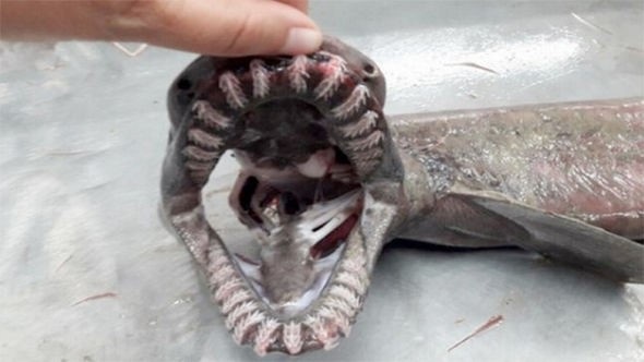 
Con cá mập này có hơn 300 chiếc răng.
