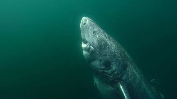 Tìm thấy cá mập Greenland 512 tuổi? - 3
Đây là con cá mập già nhất trong số 28 con cá mập Greeland đã được phân tích.