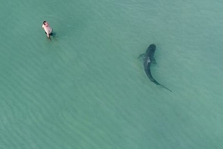Khoảnh khắc con cá mập báo bơi sát một người đang tắm biển