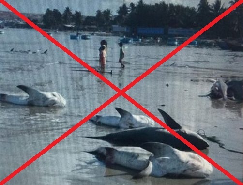 Công an làm việc với người tung tin “cá mập vào biển Mũi Né” - 1
Hình ảnh được đăng trên mạng xã hội được xác định là thất thiệt, không có thật.