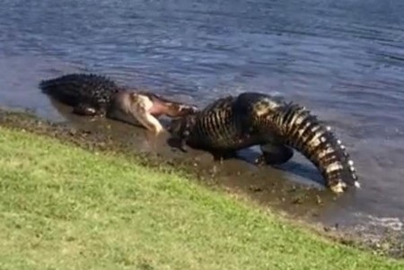 Cận cảnh trận “đại chiến” của hai cá sấu cỡ lớn bên trong sân golf - 1 Con cá sấu đang sử dụng cặp hàm mạnh mẽ của mình để cắn vào đầu của đối thủ