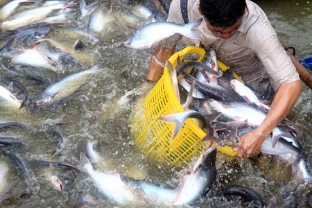 Bộ Nông nghiệp Mỹ (USDA) sẽ giám sát cá da trơn, cá tra với một tên gọi thống nhất là catfish.