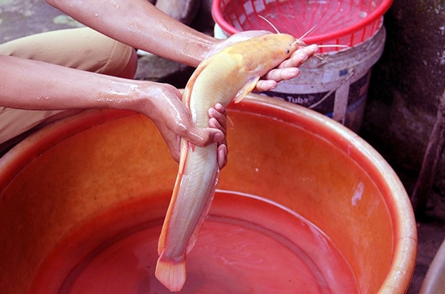 Con cá trê có màu vàng óng đẹp mắt. Ảnh: Nguyễn Duy