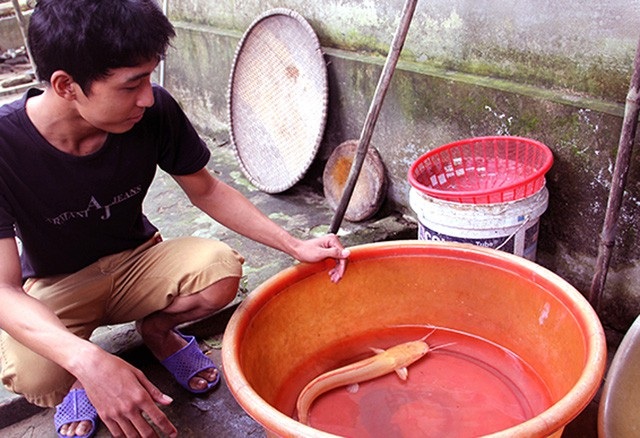 Cá trê được anh Lợi bắt được khi đi thả lưới ở gần nhà. Ảnh: Nguyễn Duy