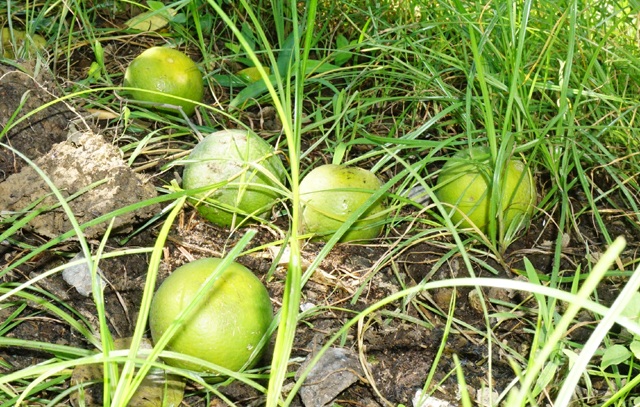 Cam Xã Đoài rụng đầy gốc, người trồng mất hàng trăm triệu đồng - 2 Với giá trung bình 50 nghìn đồng/quả, đợt mưa lũ này đã gây thiệt hại khá nặng nề cho người trồng loại cam đặc sản này ở Nghệ An khi nhiều khu vườn rụng 1/3 sản lượng quả