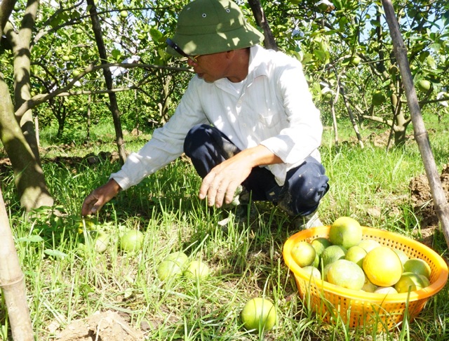 Cam Xã Đoài rụng đầy gốc, người trồng mất hàng trăm triệu đồng - 1 Do bị ngập nước kéo dài, nhiều diện tích cam đặc sản Xã Đoài bị ngâm thối rế dẫn đến bị rụng quả