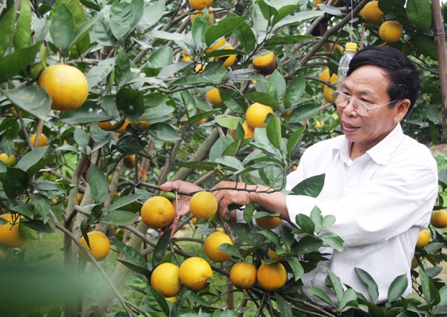 Truy xuất nguồn gốc cam Vinh bằng điện thoại di động - 2 Việc dán tem nhãn truy xuất nguồn gốc cam Vinh sẽ góp phần bảo vệ thương hiệu loại quả đặc sản và nâng cao trách nhiệm của người sản xuất, người kinh doanh