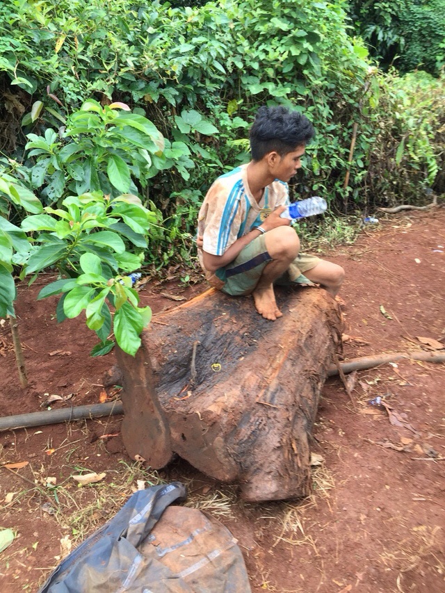 Siêu máy bơm "bất lực" ở Sài Gòn, Hà Nội ngồi chờ lũ rút - 10 Biết thủy tùng là loại cây vô cùng quý hiếm và đang được mua với giá rất cao nên 7 đối tượng đã đã xâm nhập vào Trạm Quản lý Khu Bảo tồn loài sinh cảnh thông nước xã Ea Rah (huyện Ea H’leo, Đắk Lắk) để cưa hạ cây thủy tùng quý hiếm trên 500 năm tuổi.