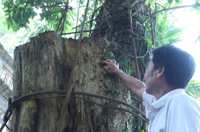 Từng được ví như những “khối vàng ròng lộ thiên”, định giá lên tới cả trăm tỷ đồng, nhưng đến nay phần còn lại của cây sưa đỏ cổ đang chết dần, chết mòn trong sự xót xa của dân làng Phụ Chính (Chương Mỹ, Hà Nội). (Ảnh: Trọng Trinh)