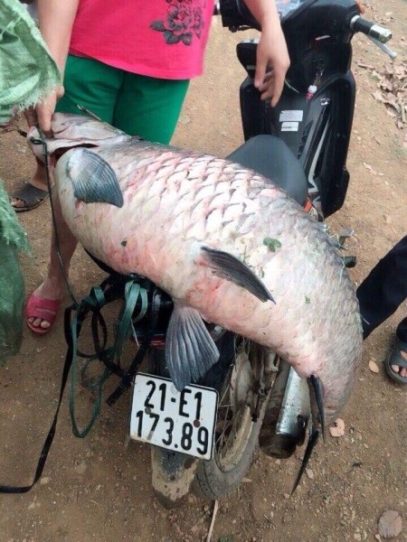 Được biết, hồ Thác Bà thuộc hai huyện Lục Yên và Yên Bình (Yên Bái), được hình thành năm 1971, có diện tích mặt nước 19050 ha, dài 80 km. Đây là một trong ba hồ nước nhân tạo lớn nhất Việt Nam, hồ là nguồn cung cấp nước cho Nhà máy thủy điện Thác Bà (nhà máy thủy điện đầu tiên của Việt Nam) thuộc tỉnh Yên Bái.