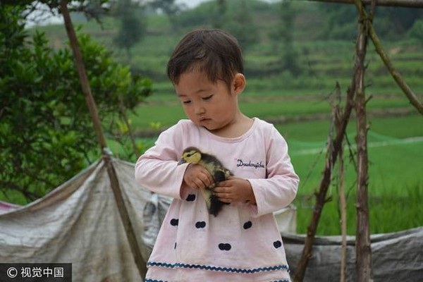 Không có ai chơi cùng, cô bé Zhang Lei chơi đùa cùng chó và vịt con