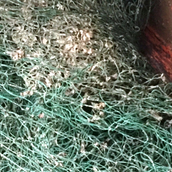 Chất bùn bám vào lưới của ngư dân khiến việc đánh bắt gặp khó khăn