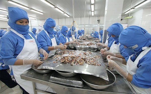 Cua đồng quê khan hiếm, ăn con tôm hùm Canada 6 kg - 2
Chế biến tôm xuất khẩu