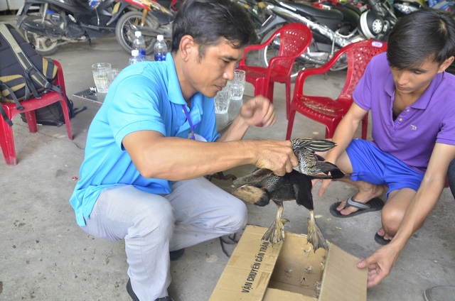 Xe sang trùng biển số "thần tài" và loạt biệt thự trên đất nông nghiệp ở Hồ Tây - 7 Chiều 29/6, anh Hà Quốc Quy (ngụ quận Bình Thạnh, TPHCM) đã bàn giao con chim cổ rắn quý hiếm (thuộc nhóm 1B) cho đại diện Thảo Cầm Viên Sài Gòn đưa về chăm sóc, nuôi dưỡng. (Ảnh: Đình Thảo)