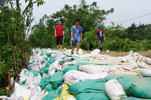 Vật lộn trong lũ chèn đá hộc, đóng cọc gia cố chân đê - 9 Thân đê phía trong ở các điểm xung yếu cơ bản đã được gia cố, đảm bảo an toàn