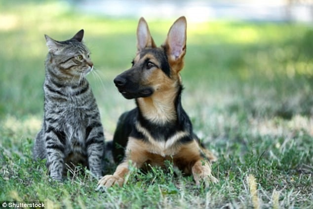 Chó và Mèo không những đáng yêu mà còn rất thông minh. Hãy xem hình ảnh để được ngắm nhìn những tài năng đáng kinh ngạc của những chú vật tinh quái này.