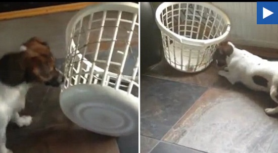 Clip vui: Chú chó ngớ ngẩn không biết làm sao để lấy quả bóng rơi trong giỏ - 1