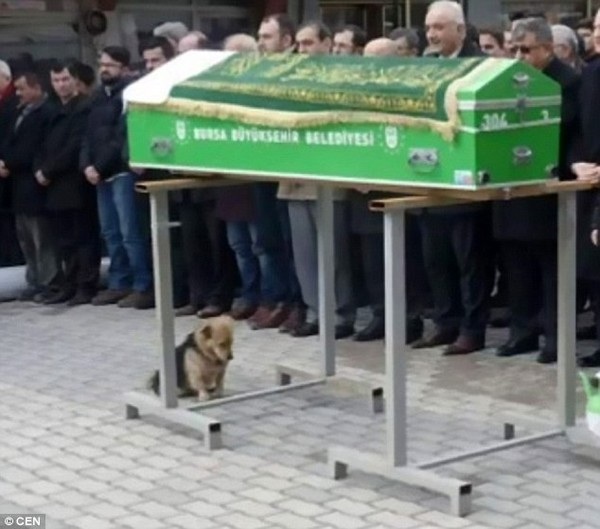 Cachorro leal se recusa a deixar caixão e túmulo após a morte do dono - 1 Cesur, o cachorro, chora ao lado do caixão de seu dono durante o funeral