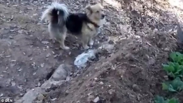 Cachorro leal se recusa a deixar caixão e túmulo após a morte do dono - 2 Cesur, o cachorro, vigia o túmulo de seu dono todos os dias