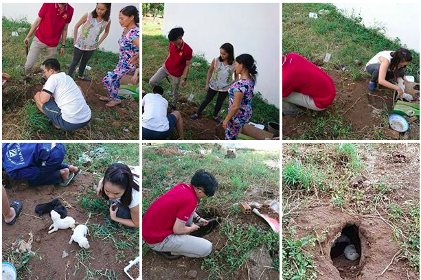9 chú chó sống lang thang trong tình trạng suy dinh dưỡng đã được nhóm tình nguyện giải cứu kịp thời