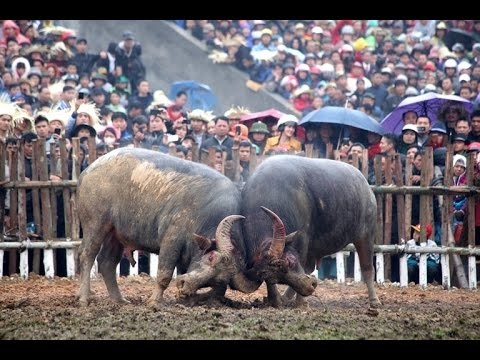 Giám đốc Sở VHTT Hà Nội: “Có đoàn thanh tra tranh thủ đi lễ rồi về khen lễ hội” - 3 Nếu chọi trâu cấm thì phải cấm toàn quốc, không thể chỗ này là di sản, chỗ kia là bạo lực, phản cảm..., đại diện Sở VHTTDL Tuyên Quang kiến nghị.