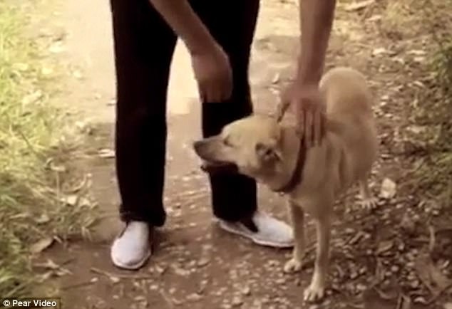 Chú chó cứu mạng bé trai bị chôn sống ở Trung Quốc - 1 Chú chó cứu mạng bé trai bị chôn sống ở Trung Quốc - 1