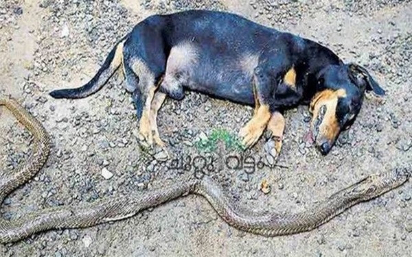 Chú chó dũng cảm chiến đấu với rắn hổ mang để bảo vệ gia đình chủ | Báo Dân  trí