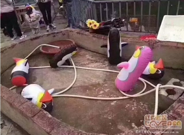 Vườn thú bị chỉ trích vì kiểu làm ăn “treo đầu dê bán thịt chó” - 5 Du khách ngán ngẩm và tức giận khi bị lừa