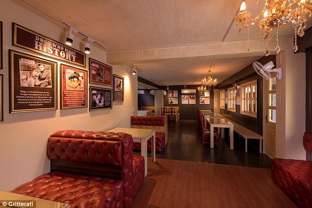 Bỏ tiền triệu thuê khách sạn siêu sang dành cho chó - 2 Quán cafe dành cho những người bạn 4 chân