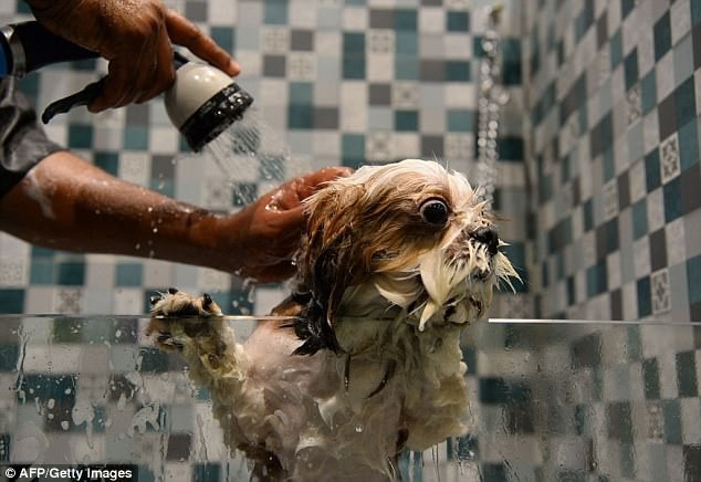 Bỏ tiền triệu thuê khách sạn siêu sang dành cho chó - 10
Tắm gội trong spa.