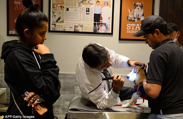 Bỏ tiền triệu thuê khách sạn siêu sang dành cho chó - 8 Đội ngũ bác sỹ thú y luôn túc trực 24 giờ