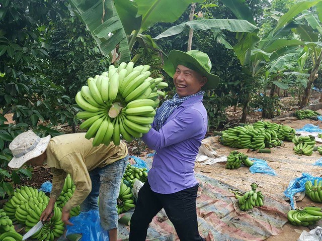 Để người dân không bán chuối cho thương lái với giá “bèo”, những ngày này các thanh niên ở TP HCM và tỉnh Đồng Nai mở các “chiến dịch cứu chuối”. Cụ thể, nếu bán cho thương lái với giá 1.000 đồng, chuối Đồng Nai đã được mua với giá 4.000 đồng/kg rồi các tình nguyện viên chuyển lên TPHCM và TP Biên Hòa bán với giá 8.000 đồng/kg. (Ảnh: Tùng Nguyên)