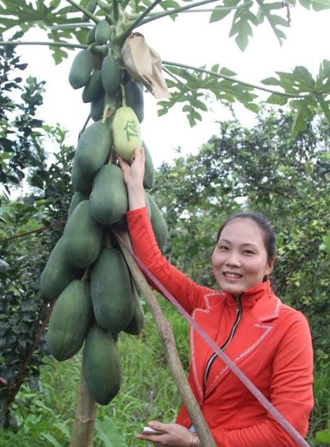 Hậu Giang: Cả trăm ngàn một quả đu đủ nhưng vẫn hút hàng - 2
Chị Nguyễn Thị Cẩm Nhung bên gốc đu đủ cho chữ thư pháp như ý