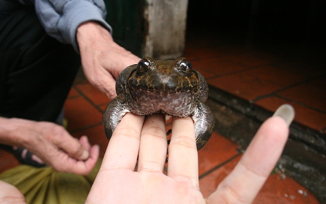 Loài ếch đại gia của người dân trên núi Mẫu Sơn (Ảnh: danviet)