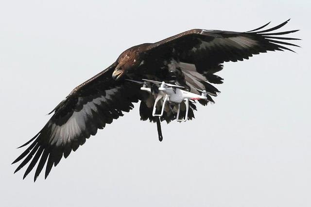 Không quân Pháp "tuyển" đại bàng để xử lý UAV khủng bố - 4
Đại bàng là lựa chọn hàng đầu, bởi các loài chim săn mồi khác không có khả năng vác được các con mồi có trọng lượng lớn.