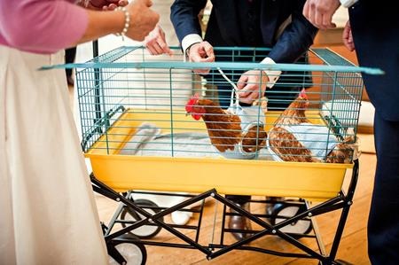 
Blossom và Clucky là hai vật nuôi yêu thích của cặp đôi
