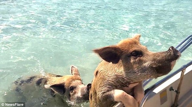 Đàn lợn nổi tiếng chết vì bị du khách... ép uống rượu - 2 Đàn lợn nổi tiếng chết vì bị du khách... ép uống rượu - 2