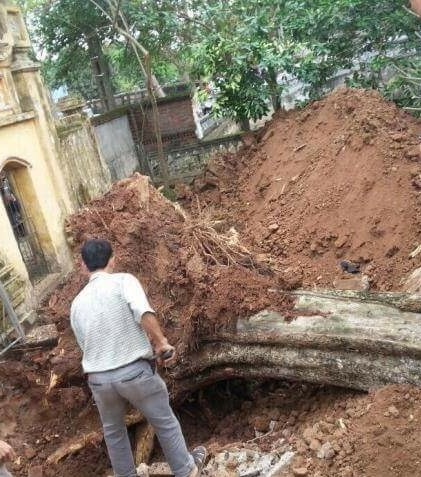 Vụ bán "cụ" sưa 26 tỷ đồng: Mỗi người dân được chia 10 triệu - 4
Cụ sưa 200 tuổi bật rễ