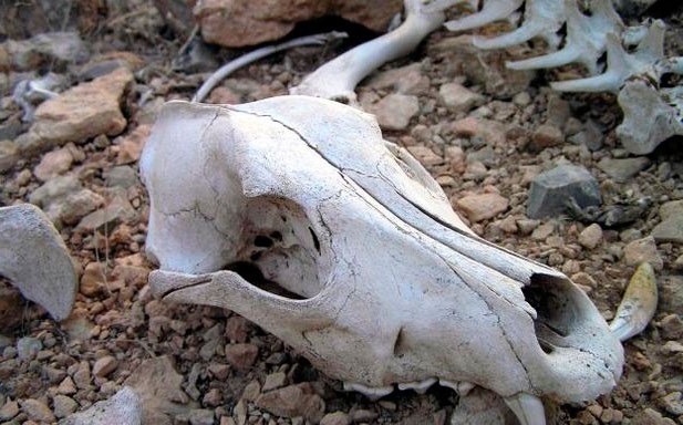 Giải mã những bí ẩn về thung lũng Chết ở Nga - 3 Giải mã những bí ẩn về thung lũng Chết ở Nga - 3