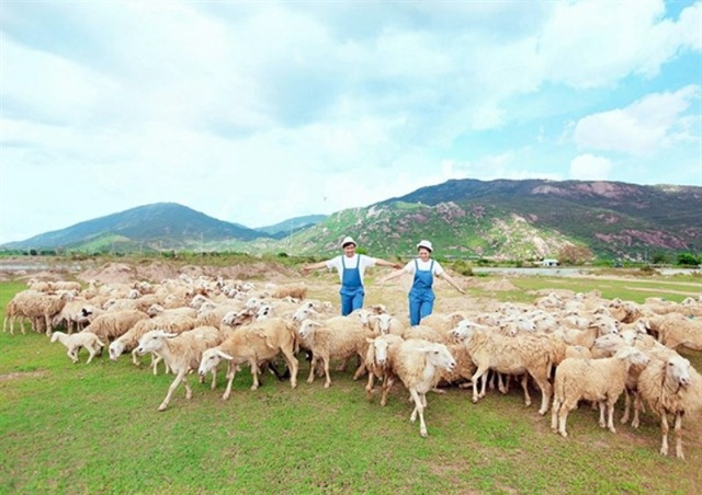 Ngắm nhìn đồng cừu, bạn sẽ có cảm giác như đang ở một nông trại châu Âu. (Ảnh: Internet)