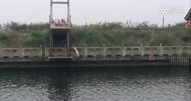 Điểm du lịch vốn vắng vẻ bỗng hút khách nhờ đàn lợn “nhảy cầu tập bơi” - 1 Đàn lợn xếp hàng, chờ đến lượt nhảy cầu