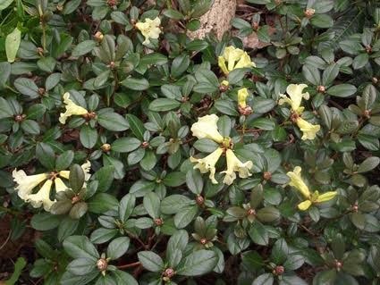 Phát hiện thêm 2 loài hoa Đỗ Quyên trong Vườn quốc gia Hoàng Liên - 1
Loài hoa Đỗ Quyên Rhododendron valentinianum có hoa màu vàng.