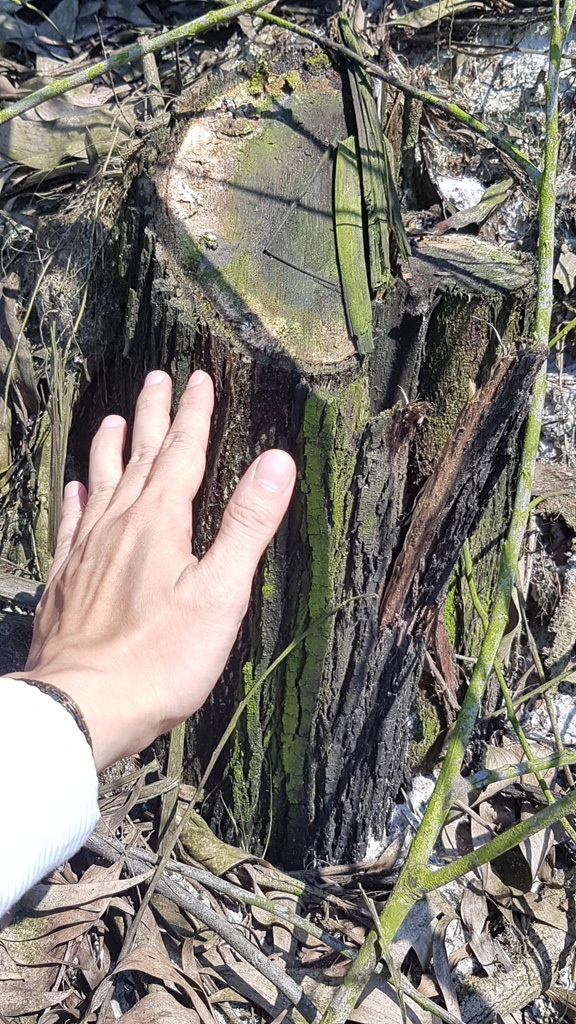 Xử lý dứt điểm việc phá rừng phòng hộ để nuôi tôm trên cát - 6 Nhiều dấu vết của việc chặt rừng phòng hộ trái phép ở xã Vinh Mỹ (ảnh PV ghi nhận vào ngày 7/4/2017)