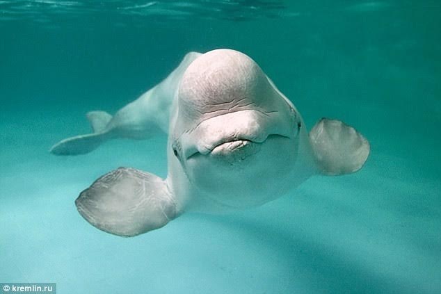 
Cá voi trắng được kỳ vọng sẽ thực hiện các nhiệm vụ canh gác và bảo vệ căn cứ quân sự của Nga tại Bắc Cực. (Ảnh: Dailymail)
