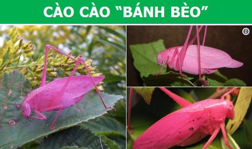 Những động vật có màu sắc “cực dị” do đột biến gen - 2 Những động vật có màu sắc “cực dị” do đột biến gen - 2